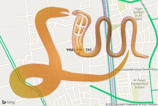 לכידת נחש בקטיף - לוכד נחשים בקטיף