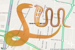 לכידת נחש בגבעת שמואל - לוכד נחשים בגבעת שמואל