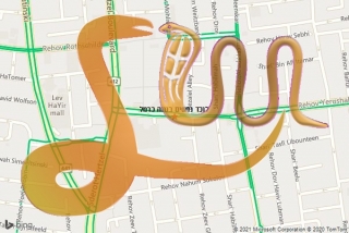 לכידת נחש בנווה כרמל - לוכד נחשים בנווה כרמל