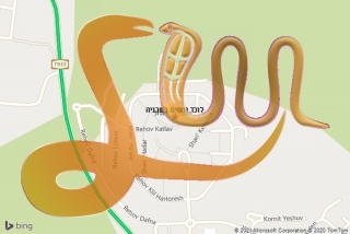 לכידת נחש בשכניה - לוכד נחשים בשכניה