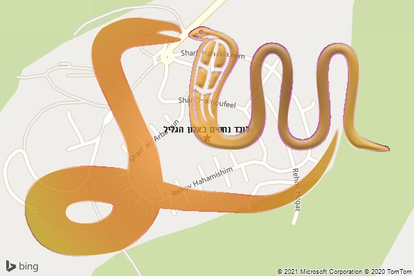 לוכד נחשים באלון הגליל
