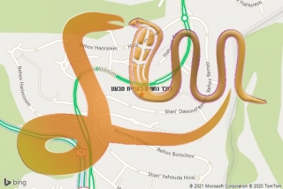 לכידת נחש בקריית טבעון - לוכד נחשים בקריית טבעון