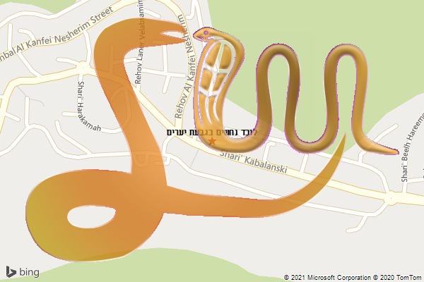 לוכד נחשים בגבעת יערים