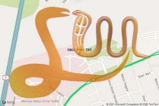 לכידת נחש בנערן - לוכד נחשים בנערן