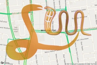 לכידת נחש בכרמל - לוכד נחשים בכרמל