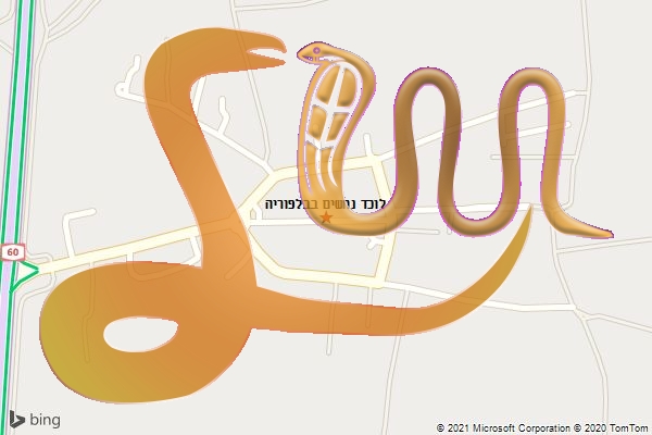 לוכד נחשים בבלפוריה