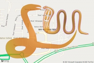 לכידת נחש בבני דרור - לוכד נחשים בבני דרור