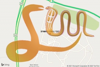 לכידת נחש בנחשונים - לוכד נחשים בנחשונים