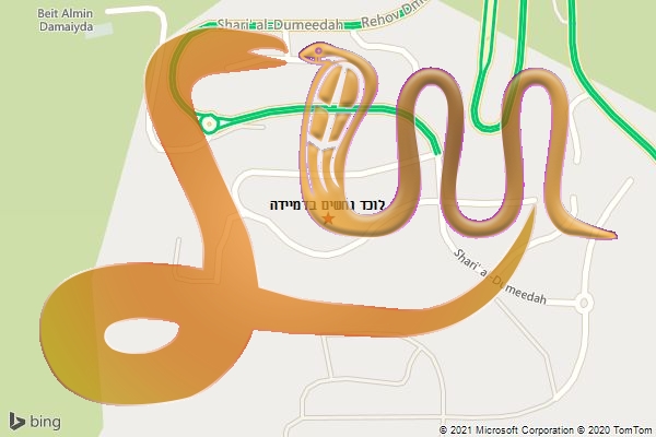 לוכד נחשים בדמיידה