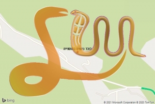 לכידת נחש בחוסנייה - לוכד נחשים בחוסנייה