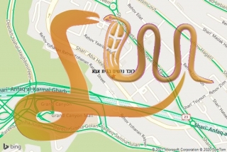 לכידת נחש בבית אבא - לוכד נחשים בבית אבא