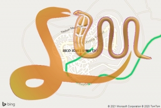 לכידת נחש במעלה לבונה - לוכד נחשים במעלה לבונה
