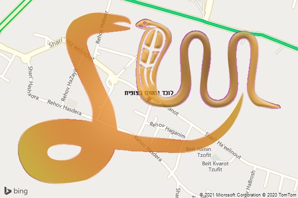 לוכד נחשים בצופית