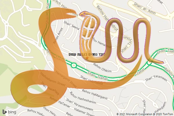 לוכד נחשים בגבעת עמוס