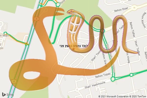 לוכד נחשים במעין צבי