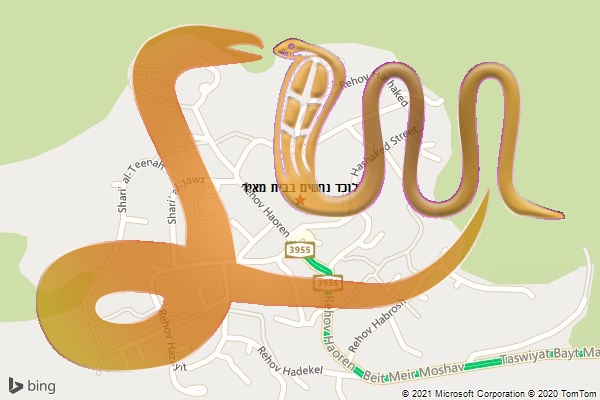 לוכד נחשים בבית מאיר
