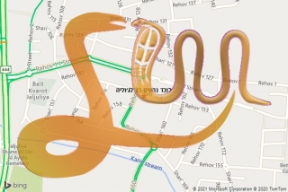 לכידת נחש בג׳לג׳וליה - לוכד נחשים בג׳לג׳וליה