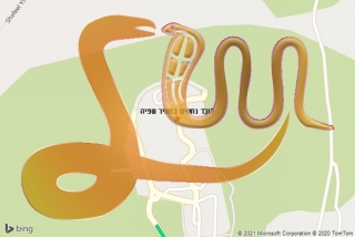 לכידת נחש במאיר שפיה - לוכד נחשים במאיר שפיה