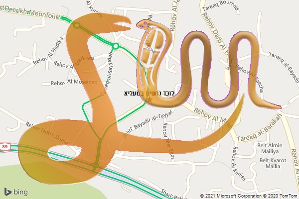 לוכד נחשים במעליא