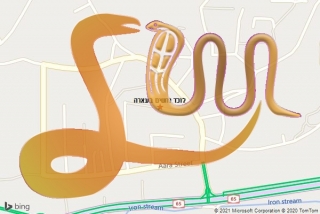 לכידת נחש בעארה - לוכד נחשים בעארה