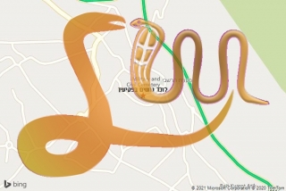 לכידת נחש בפקיעין - לוכד נחשים בפקיעין