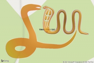 לכידת נחש בחואלד - לוכד נחשים בחואלד