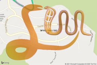 לכידת נחש בצוריאל - לוכד נחשים בצוריאל