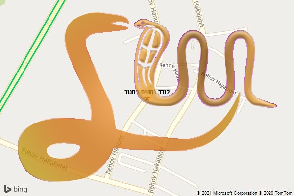 לוכד נחשים בחגור