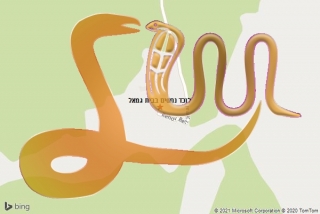 לכידת נחש בבית גמאל - לוכד נחשים בבית גמאל