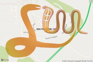 לכידת נחש בקיבוץ חנתון - לוכד נחשים בקיבוץ חנתון