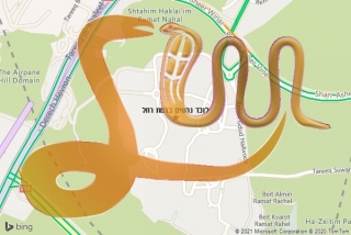 לכידת נחש ברמת רחל - לוכד נחשים ברמת רחל