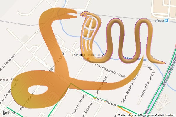 לוכד נחשים במודיעין