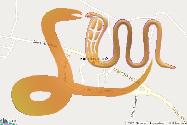 לוכד נחשים בחדיד