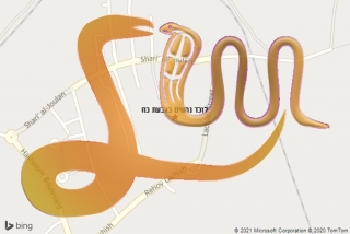 לכידת נחש בגבעת כח - לוכד נחשים בגבעת כח