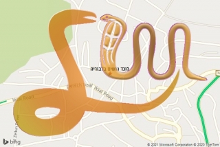 לכידת נחש בדבוריה - לוכד נחשים בדבוריה