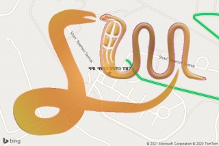 לכידת נחש בניצני סיני - לוכד נחשים בניצני סיני