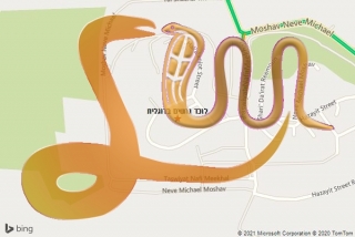 לכידת נחש ברוגלית - לוכד נחשים ברוגלית