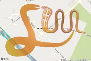 לכידת נחש במשגב דב - לוכד נחשים במשגב דב