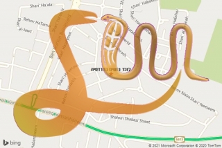 לכידת נחש בפרדסיה - לוכד נחשים בפרדסיה