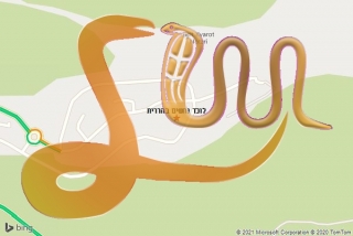 לכידת נחש בהררית - לוכד נחשים בהררית