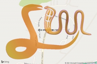 לכידת נחש במנשיה זבדה - לוכד נחשים במנשיה זבדה
