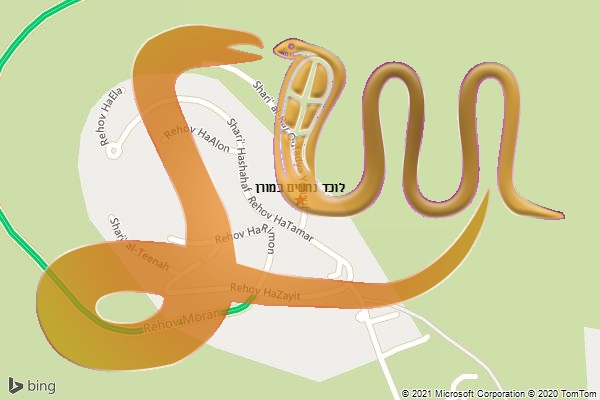 לוכד נחשים במורן