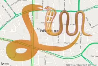 לכידת נחש בהרצליה - לוכד נחשים בהרצליה