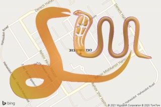 לכידת נחש בנוב - לוכד נחשים בנוב