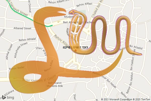 לוכד נחשים בטייבה