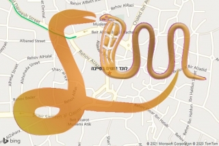 לכידת נחש בטייבה - לוכד נחשים בטייבה