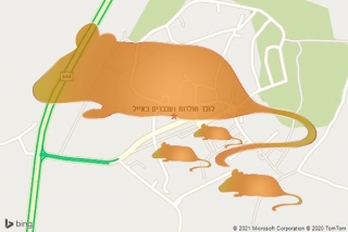 לוכד חולדה באייל - לוכד חולדות ועכברים באייל