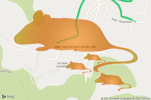 לוכד חולדות ועכברים בעין ראפה