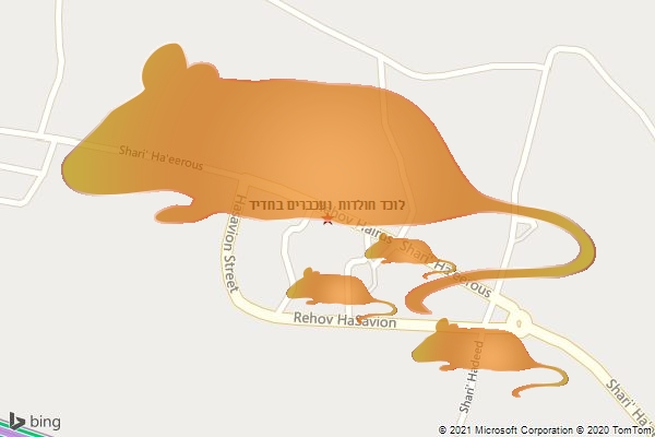 לוכד חולדות ועכברים בחדיד