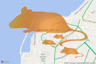  בשגב - לוכד חולדות ועכברים בשגב